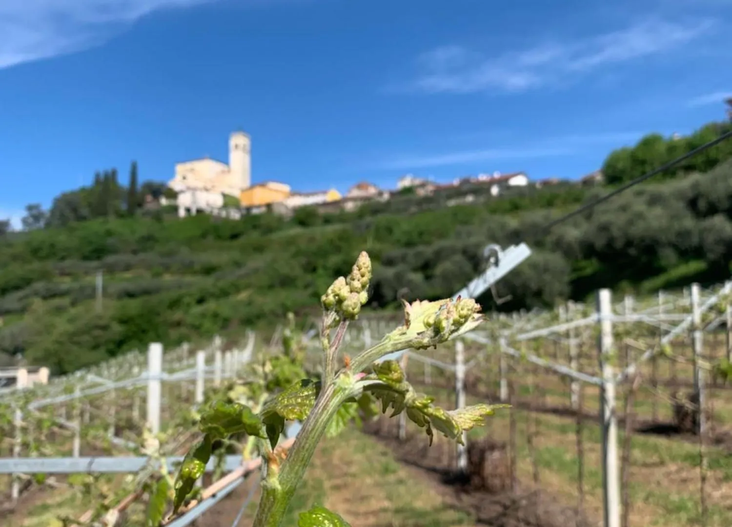 Villa La Pietra Nera San Giovanni Ilarione Italia